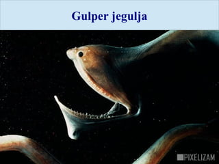 Gulper jegulja
 