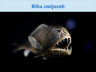 Riba zmijozub
 