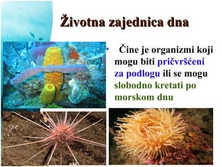 Životna zajednica dnaŽivotna zajednica dna
Čine je organizmi koji
mogu biti pričvršćeni
za podlogu ili se mogu
slobodno kretati po
morskom dnu
 
