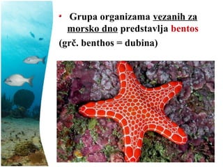 Grupa organizama vezanih za
morsko dno predstavlja bentos
(grč. benthos = dubina)
 