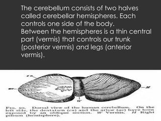 The cerebellum consists of two halves called cerebellar hemispheres. Each controls one side of the body.  Between the hemispheres is a thin central part (vermis) that controls our trunk (posterior vermis) and legs (anterior vermis). 