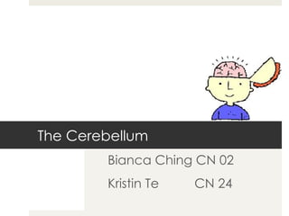 The Cerebellum Bianca Ching CN 02 Kristin Te    CN 24 