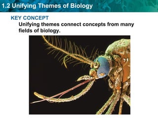 1.2 Unifying Themes of Biology 
KEY CONCEPT 
Unifying themes connect concepts from many 
fields of biology. 
 