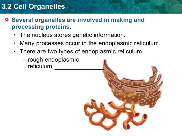 What are the two types of endoplasmic reticulum?