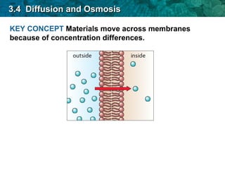33..44 DDiiffffuussiioonn aanndd OOssmmoossiiss 
KEY CONCEPT Materials move across membranes 
because of concentration differences. 
 