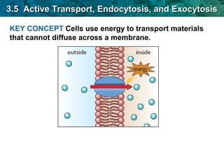 3.5 Active Transport, EEnnddooccyyttoossiiss,, aanndd EExxooccyyttoossiiss 
KEY CONCEPT Cells use energy to transport materials 
that cannot diffuse across a membrane. 
 