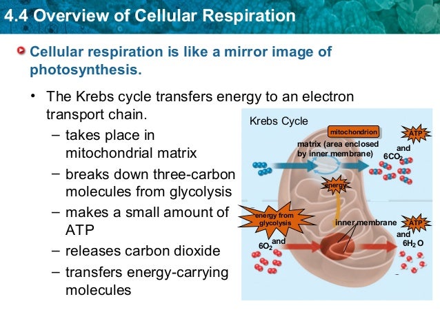 cellular respiration an overview cellular respiration an overview