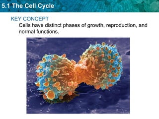 KEY CONCEPT  Cells have distinct phases of growth, reproduction, and normal functions. 
