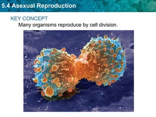 KEY CONCEPT Many organisms reproduce by cell division. 