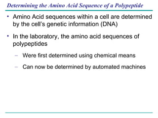 Determining the Amino Acid Sequence of a Polypeptide Amino Acid sequences within a cell are determined by the cell’s genetic information (DNA) In the laboratory, the amino acid sequences of polypeptides Were first determined using chemical means Can now be determined by automated machines 