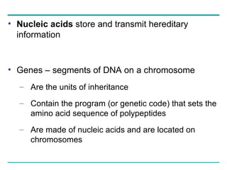 Nucleic acids  store and transmit hereditary information Genes – segments of DNA on a chromosome Are the units of inheritance Contain the program (or genetic code) that sets the amino acid sequence of polypeptides Are made of nucleic acids and are located on chromosomes 