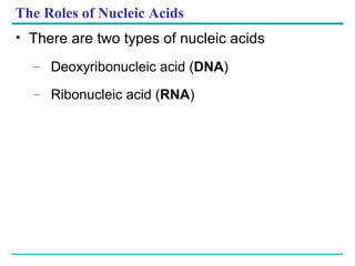 The Roles of Nucleic Acids There are two types of nucleic acids Deoxyribonucleic acid ( DNA ) Ribonucleic acid ( RNA ) 