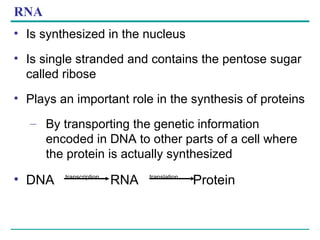RNA Is synthesized in the nucleus Is single stranded and contains the pentose sugar called ribose Plays an important role in the synthesis of proteins By transporting the genetic information encoded in DNA to other parts of a cell where the protein is actually synthesized DNA  transcription   RNA  translation   Protein 