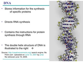 DNA Stores information for the synthesis  of specific proteins Directs RNA synthesis Contains the instructions for protein  synthesis through RNA The double helix structure of DNA is  illustrated to the right     Source:  http://creativecommons.org/  search engine; file    from Flickr.com  Uploaded on  June 12, 2007  by  ynse     file retrieved June 19, 2009. 