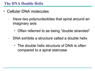 The DNA Double Helix Cellular DNA molecules Have two polynucleotides that spiral around an imaginary axis Often referred to as being “double stranded” DNA exhibits a structure called a double helix The double helix structure of DNA is often compared to a spiral staircase 