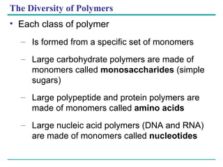 The Diversity of Polymers Each class of polymer Is formed from a specific set of monomers Large carbohydrate polymers are made of monomers called  monosaccharides  (simple sugars) Large polypeptide and protein polymers are made of monomers called  amino acids Large nucleic acid polymers (DNA and RNA) are made of monomers called  nucleotides 1 2 3 HO H 