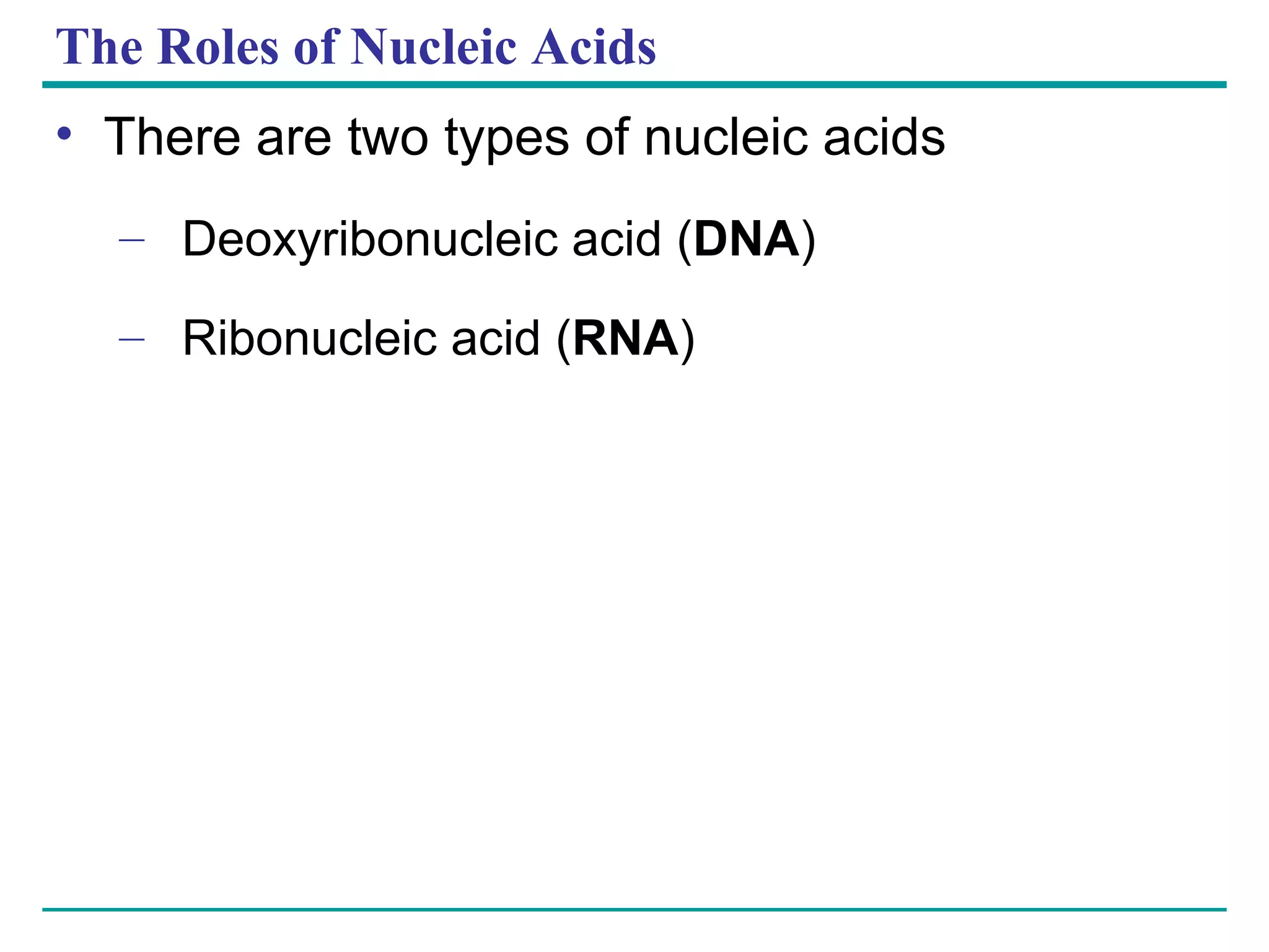 The Roles of Nucleic Acids There are two types of nucleic acids Deoxyribonucleic acid ( DNA ) Ribonucleic acid ( RNA ) 