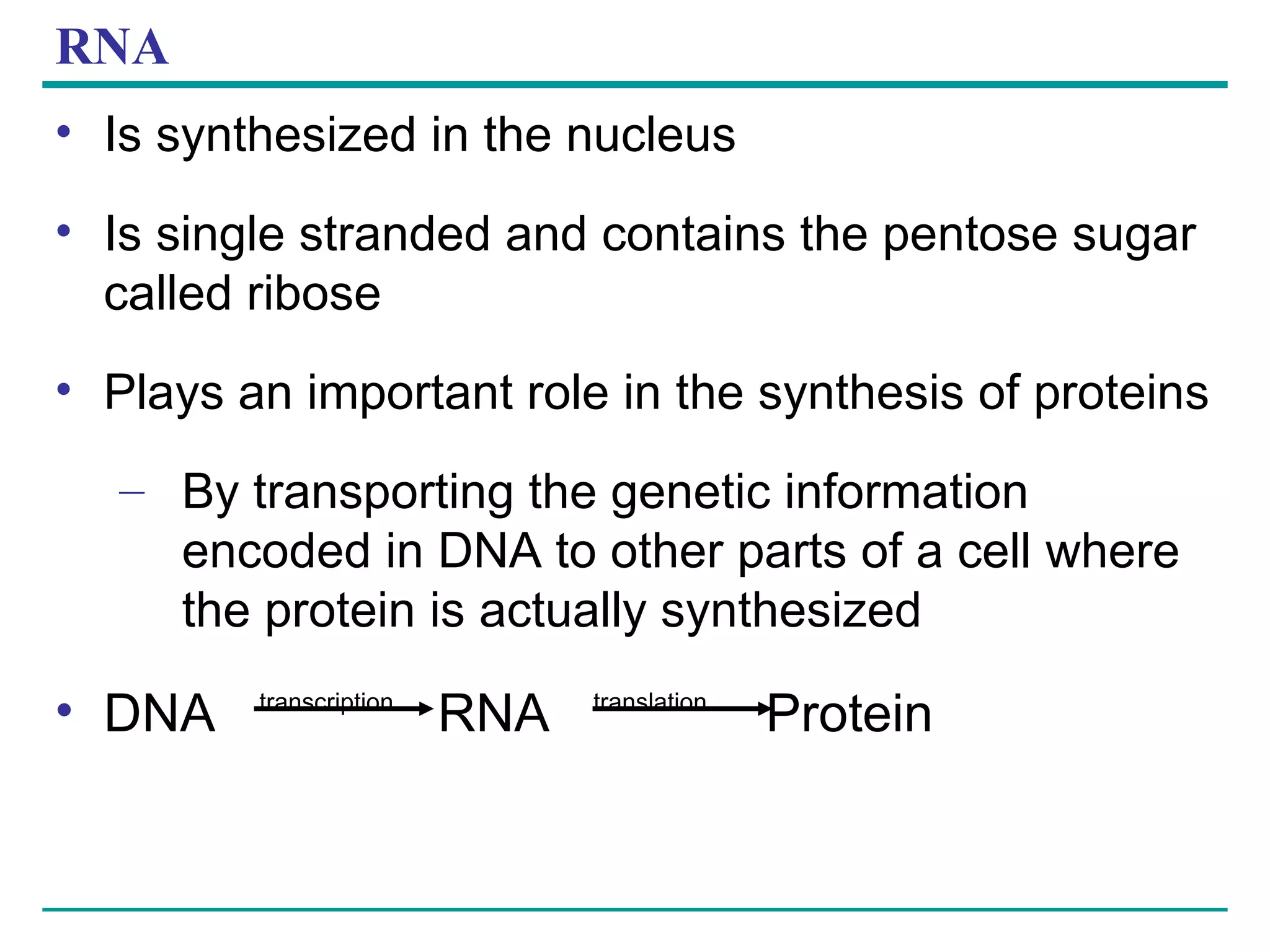 RNA Is synthesized in the nucleus Is single stranded and contains the pentose sugar called ribose Plays an important role in the synthesis of proteins By transporting the genetic information encoded in DNA to other parts of a cell where the protein is actually synthesized DNA  transcription   RNA  translation   Protein 