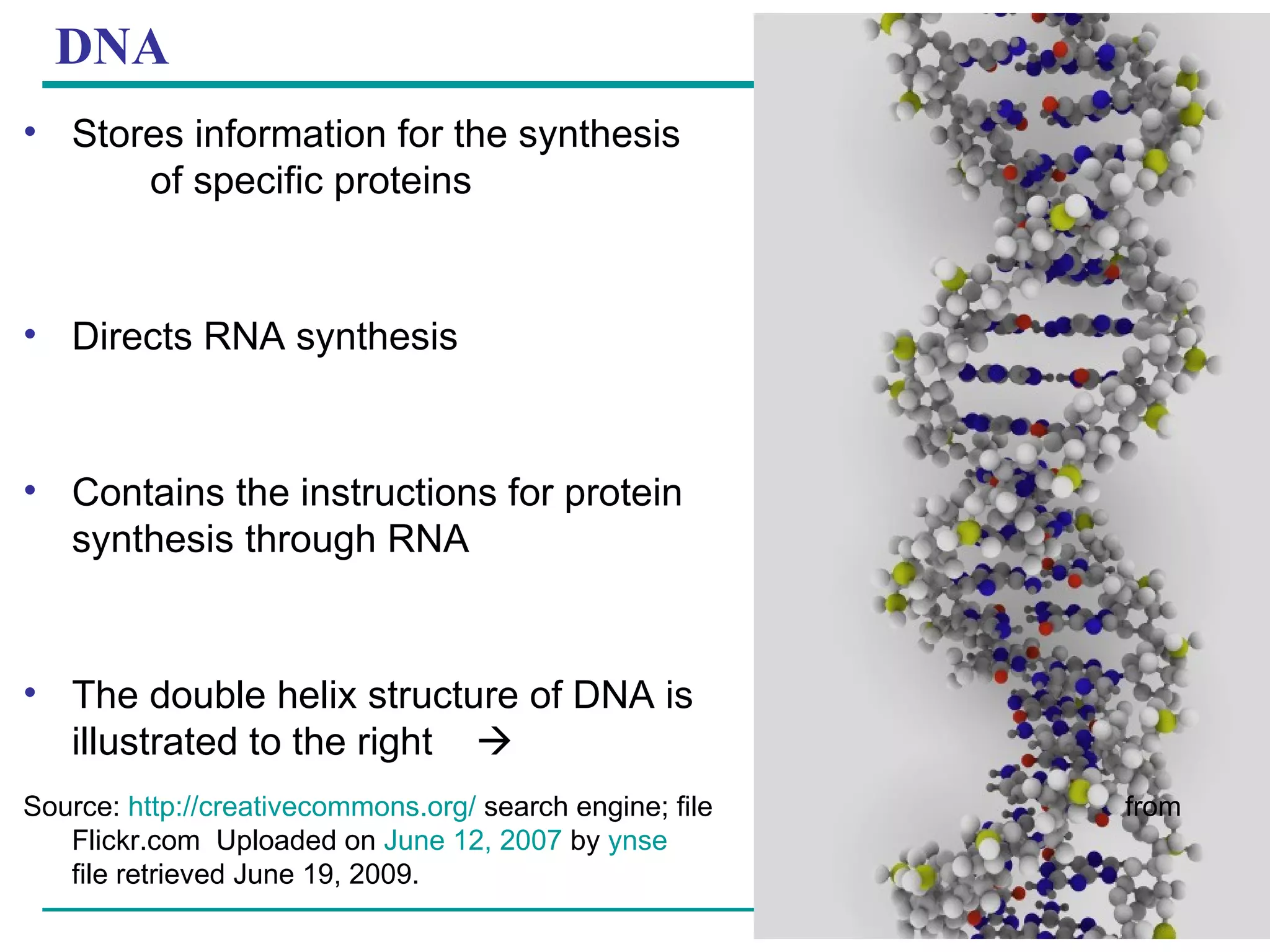 DNA Stores information for the synthesis  of specific proteins Directs RNA synthesis Contains the instructions for protein  synthesis through RNA The double helix structure of DNA is  illustrated to the right     Source:  http://creativecommons.org/  search engine; file    from Flickr.com  Uploaded on  June 12, 2007  by  ynse     file retrieved June 19, 2009. 