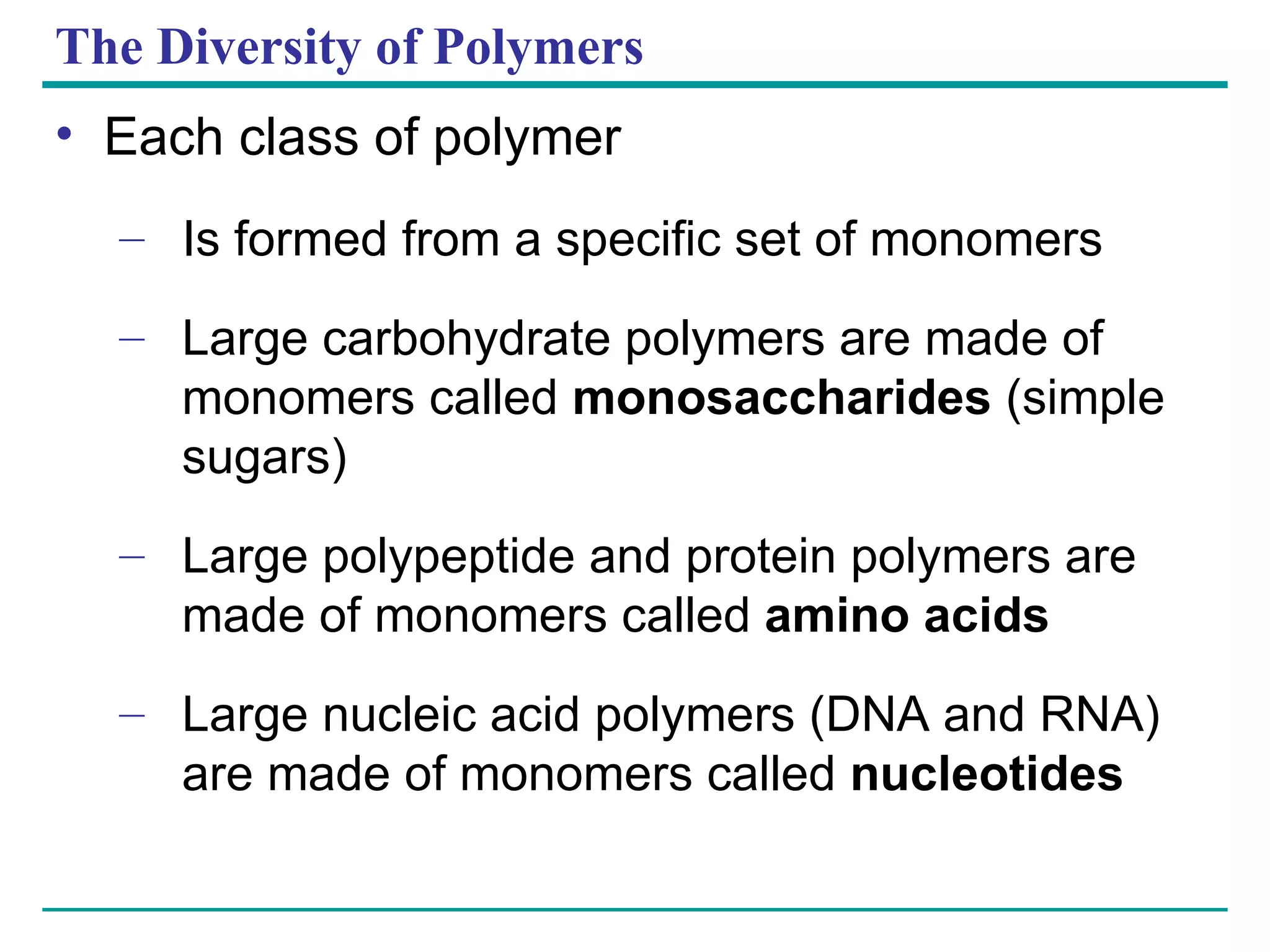 The Diversity of Polymers Each class of polymer Is formed from a specific set of monomers Large carbohydrate polymers are made of monomers called  monosaccharides  (simple sugars) Large polypeptide and protein polymers are made of monomers called  amino acids Large nucleic acid polymers (DNA and RNA) are made of monomers called  nucleotides 1 2 3 HO H 