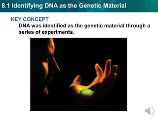 8.1 Identifying DNA as the Genetic Material
KEY CONCEPT
DNA was identified as the genetic material through a
series of experiments.

 