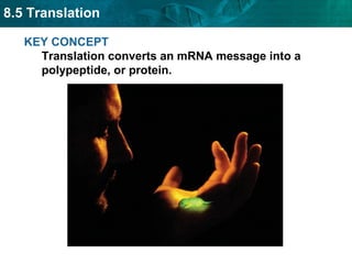 8.5 Translation
KEY CONCEPT
Translation converts an mRNA message into a
polypeptide, or protein.

 