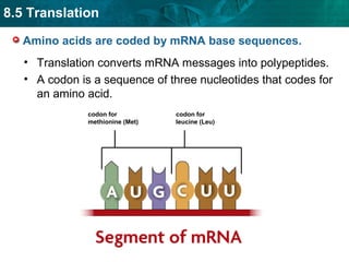 Translation Base Images Translation | PPT