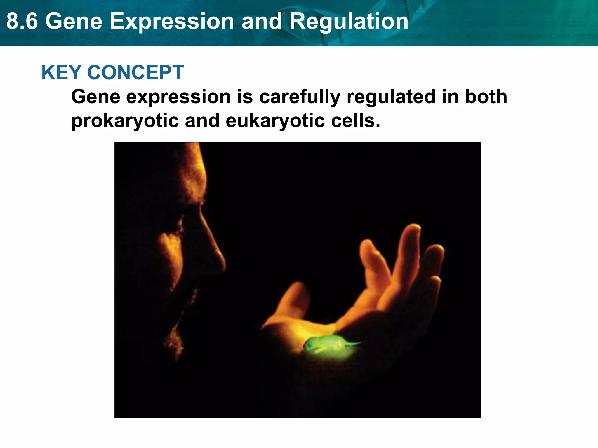 8.6 Gene Expression and Regulation
KEY CONCEPT
Gene expression is carefully regulated in both
prokaryotic and eukaryotic cells.