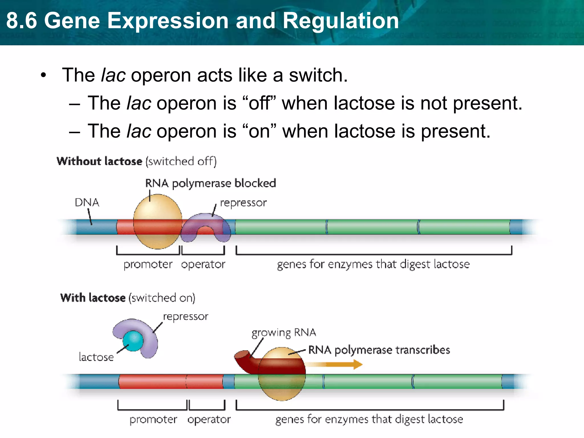8.6 Gene Expression and Regulation
• The lac operon acts like a switch.
– The lac operon is “off” when lactose is not present.
– The lac operon is “on” when lactose is present.