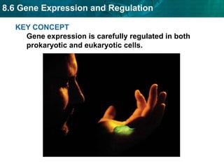 8.6 Gene Expression and Regulation
KEY CONCEPT
Gene expression is carefully regulated in both
prokaryotic and eukaryotic cells.

 