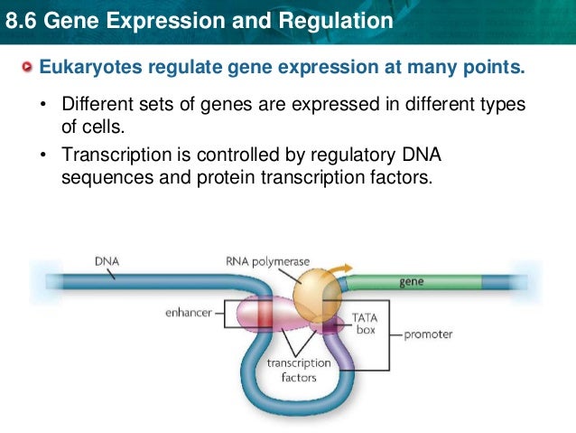 Gene Expression & regulation