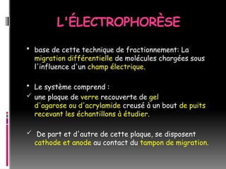 L'ÉLECTROPHORÈSE
 base de cette technique de fractionnement: La
migration différentielle de molécules chargées sous
l'influence d'un champ électrique.
 Le système comprend :
 une plaque de verre recouverte de gel
d'agarose ou d'acrylamide creusé à un bout de puits
recevant les échantillons à étudier.
 De part et d'autre de cette plaque, se disposent
cathode et anode au contact du tampon de migration.
 