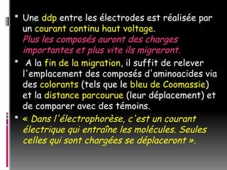  Une ddp entre les électrodes est réalisée par
un courant continu haut voltage.
Plus les composés auront des charges
importantes et plus vite ils migreront.
 A la fin de la migration, il suffit de relever
l'emplacement des composés d'aminoacides via
des colorants (tels que le bleu de Coomassie)
et la distance parcourue (leur déplacement) et
de comparer avec des témoins.
 « Dans l'électrophorèse, c'est un courant
électrique qui entraîne les molécules. Seules
celles qui sont chargées se déplaceront ».
 