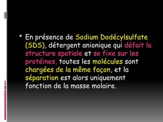  En présence de Sodium Dodécylsulfate
(SDS), détergent anionique qui défait la
structure spatiale et se fixe sur les
protéines, toutes les molécules sont
chargées de la même façon, et la
séparation est alors uniquement
fonction de la masse molaire.
 