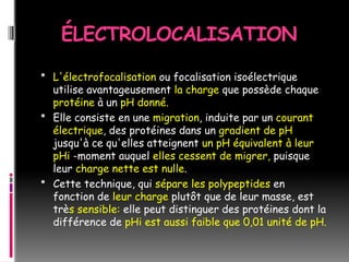 ÉLECTROLOCALISATION
 L'électrofocalisation ou focalisation isoélectrique
utilise avantageusement la charge que possède chaque
protéine à un pH donné.
 Elle consiste en une migration, induite par un courant
électrique, des protéines dans un gradient de pH
jusqu'à ce qu'elles atteignent un pH équivalent à leur
pHi -moment auquel elles cessent de migrer, puisque
leur charge nette est nulle.
 Cette technique, qui sépare les polypeptides en
fonction de leur charge plutôt que de leur masse, est
très sensible: elle peut distinguer des protéines dont la
différence de pHi est aussi faible que 0,01 unité de pH.
 