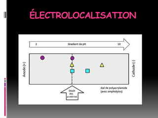 ÉLECTROLOCALISATION
 
