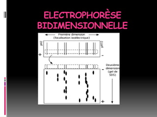 ELECTROPHORÈSE
BIDIMENSIONNELLE
 