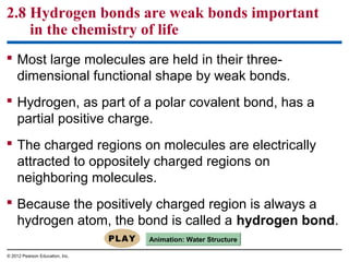 2.8 Hydrogen bonds are weak bonds important
in the chemistry of life
 Most large molecules are held in their three-
dimensional functional shape by weak bonds.
 Hydrogen, as part of a polar covalent bond, has a
partial positive charge.
 The charged regions on molecules are electrically
attracted to oppositely charged regions on
neighboring molecules.
 Because the positively charged region is always a
hydrogen atom, the bond is called a hydrogen bond.
Animation: Water Structure
© 2012 Pearson Education, Inc.
 