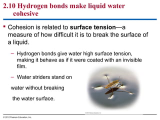 2.10 Hydrogen bonds make liquid water
cohesive
 Cohesion is related to surface tension—a
measure of how difficult it is to break the surface of
a liquid.
– Hydrogen bonds give water high surface tension,
making it behave as if it were coated with an invisible
film.
– Water striders stand on
water without breaking
the water surface.
© 2012 Pearson Education, Inc.
 