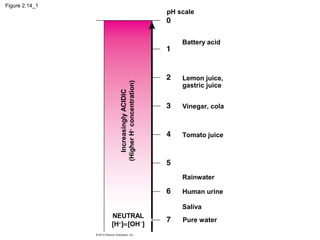 Figure 2.14_1
IncreasinglyACIDIC
(HigherH+
concentration)
Tomato juice
pH scale
Battery acid
Lemon juice,
gastric juice
Vinegar, cola
NEUTRAL
[H+
]=[OH−
]
Rainwater
Human urine
Saliva
Pure water
 