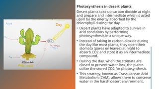 Photosynthesis in desert plants
Desert plants take up carbon dioxide at night
and prepare and intermediate which is acted
upon by the energy absorbed by the
chlorophyll during the day.
• Desert plants have adapted to survive in
arid conditions by performing
photosynthesis in a unique way.
• Instead of taking in carbon dioxide during
the day like most plants, they open their
stomata (pores on leaves) at night to
absorb CO2 and store it as an intermediate
compound.
• During the day, when the stomata are
closed to prevent water loss, the plants
utilize the stored CO2 for photosynthesis.
• This strategy, known as Crassulacean Acid
Metabolism (CAM), allows them to conserve
water in the harsh desert environment.
 