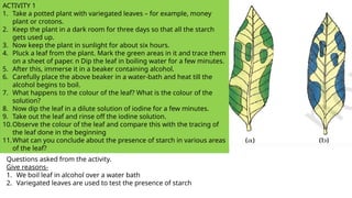 ACTIVITY 1
1. Take a potted plant with variegated leaves – for example, money
plant or crotons.
2. Keep the plant in a dark room for three days so that all the starch
gets used up.
3. Now keep the plant in sunlight for about six hours.
4. Pluck a leaf from the plant. Mark the green areas in it and trace them
on a sheet of paper. n Dip the leaf in boiling water for a few minutes.
5. After this, immerse it in a beaker containing alcohol.
6. Carefully place the above beaker in a water-bath and heat till the
alcohol begins to boil.
7. What happens to the colour of the leaf? What is the colour of the
solution?
8. Now dip the leaf in a dilute solution of iodine for a few minutes.
9. Take out the leaf and rinse off the iodine solution.
10.Observe the colour of the leaf and compare this with the tracing of
the leaf done in the beginning
11.What can you conclude about the presence of starch in various areas
of the leaf?
Questions asked from the activity.
Give reasons-
1. We boil leaf in alcohol over a water bath
2. Variegated leaves are used to test the presence of starch
 