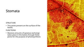 Stomata
STRUCTURE
• Tiny pores present on the surface of the
leaves.
FUNCTIONS
• Massive amounts of gaseous exchange
takes place in the leaves through these
pores for the purpose of photosynthesis
 
