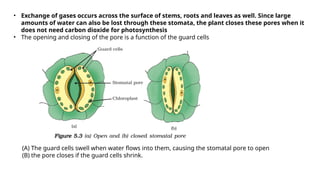 • Exchange of gases occurs across the surface of stems, roots and leaves as well. Since large
amounts of water can also be lost through these stomata, the plant closes these pores when it
does not need carbon dioxide for photosynthesis
• The opening and closing of the pore is a function of the guard cells
(A) The guard cells swell when water flows into them, causing the stomatal pore to open
(B) the pore closes if the guard cells shrink.
 