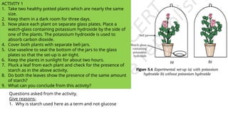 ACTIVITY 1
1. Take two healthy potted plants which are nearly the same
size.
2. Keep them in a dark room for three days.
3. Now place each plant on separate glass plates. Place a
watch-glass containing potassium hydroxide by the side of
one of the plants. The potassium hydroxide is used to
absorb carbon dioxide.
4. Cover both plants with separate bell-jars.
5. Use vaseline to seal the bottom of the jars to the glass
plates so that the set-up is air-tight.
6. Keep the plants in sunlight for about two hours.
7. Pluck a leaf from each plant and check for the presence of
starch as in the above activity.
8. Do both the leaves show the presence of the same amount
of starch?
9. What can you conclude from this activity?
Questions asked from the activity.
Give reasons-
1. Why is starch used here as a term and not glucose
 