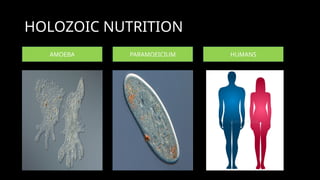 HOLOZOIC NUTRITION
AMOEBA PARAMOEICIUM HUMANS
 