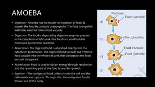 AMOEBA
• Ingestion- Amoeba has no mouth for ingestion of food. It
ingests the food by using its pseudopodia. The food is engulfed
with little water to form a food vacuole.
• Digestion- The food is digested by digestive enzymes present
in the cytoplasm which breaks the food into small soluble
molecules by chemical reactions.
• Absorption- The digested food is absorbed directly into the
cytoplasm by diffusion. The digested food spreads out from the
food vacuole into the whole cell and after absorption the food
vacuole disappears.
• Assimilation- Food is used to obtain energy through respiration
and the remaining part of the food is used for growth.
• Egestion - The undigested food collects inside the cell and the
cell membrane ruptures. Through this, the undigested food is
thrown out of the body.
 