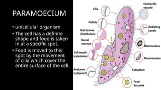 PARAMOECIUM
• unicellular organism
• The cell has a definite
shape and food is taken
in at a specific spot.
• Food is moved to this
spot by the movement
of cilia which cover the
entire surface of the cell.
 