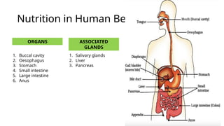 Nutrition in Human Beings
ORGANS ASSOCIATED
GLANDS
1. Buccal cavity
2. Oesophagus
3. Stomach
4. Small intestine
5. Large intestine
6. Anus
1. Salivary glands
2. Liver
3. Pancreas
 