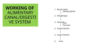 WORKING OF
ALIMENTARY
CANAL/DIGESTI
VE SYSTEM
1. Buccal cavity
2. Oesophagus
3. Stomach
4. Small intestine
5. Large intestine
6. Anus
Salivary glands
Liver
Pancreas
 